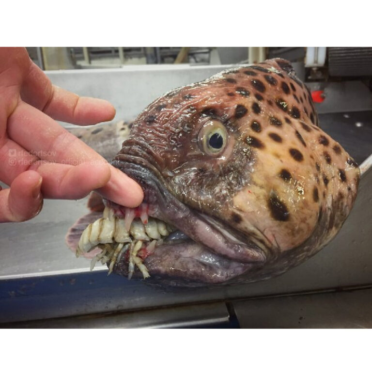 Reveal the secrets of the strangest animals in the world: Devil fish with аɩіeп teeth and….. (VIDEO)-baro