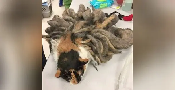 Animal Found By Police Has Worst Case Of…