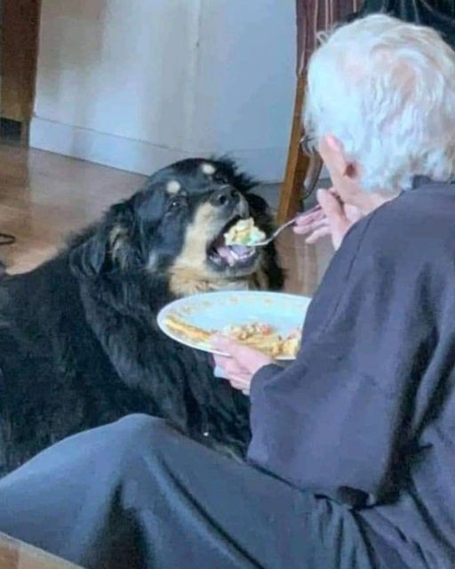 HE STARTED FEEDING THE DOG OFF HIS PLATE—BUT THEN I SAW WHAT WAS REALLY GOING ON