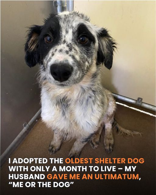 I ADOPTED THE OLDEST SHELTER DOG WITH ONLY A MONTH TO LIVE – MY HUSBAND GAVE ME AN ULTIMATUM, “ME OR THE DOG”