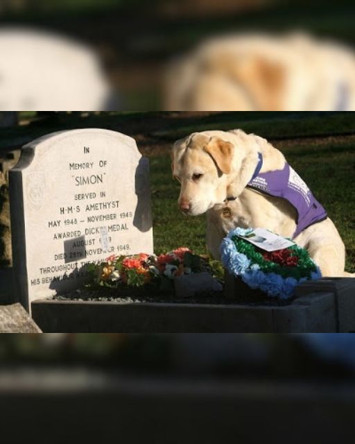 EVERY YEAR ON THIS DAY, HE COMES TO THIS GRAVE—AND NOBODY KNOWS WHO TAUGHT HIM TO DO IT