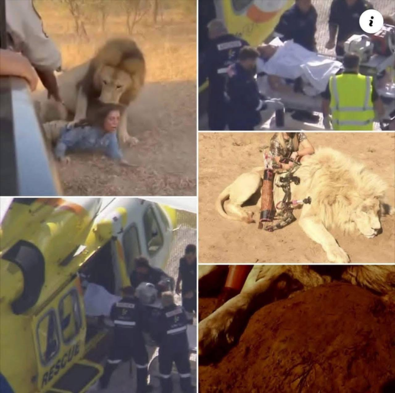 50-Year-Old Woman Loses Arm In Horrifying Lion Attack At Popular Australian Zoo